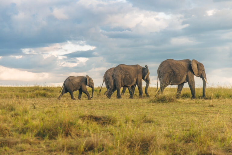 Signature Sundowners & Maasai Traditions | 5 Nights From Amboseli Giants to Mara Plains.