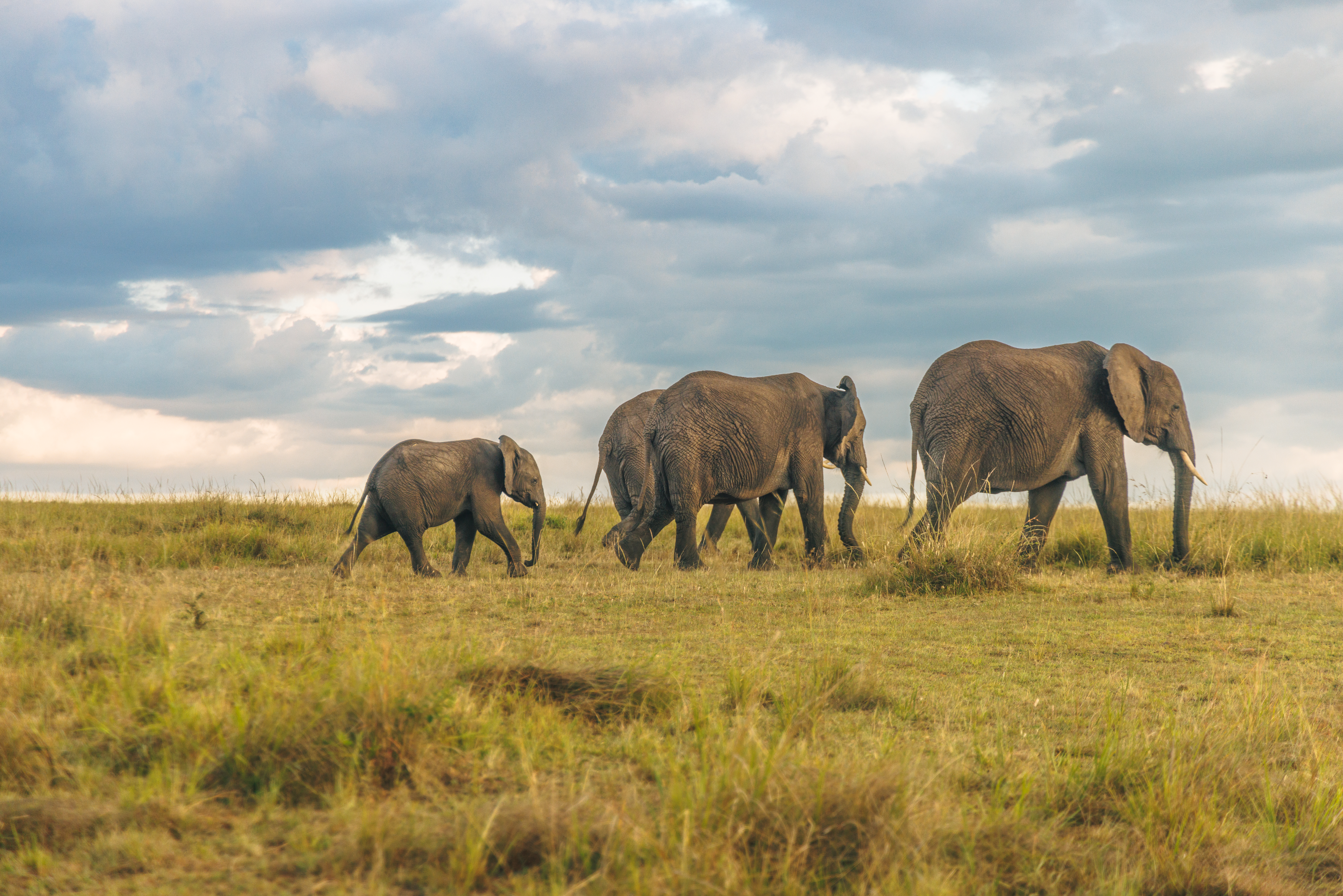 Signature Sundowners & Maasai Traditions | 5 Nights From Amboseli Giants to Mara Plains.