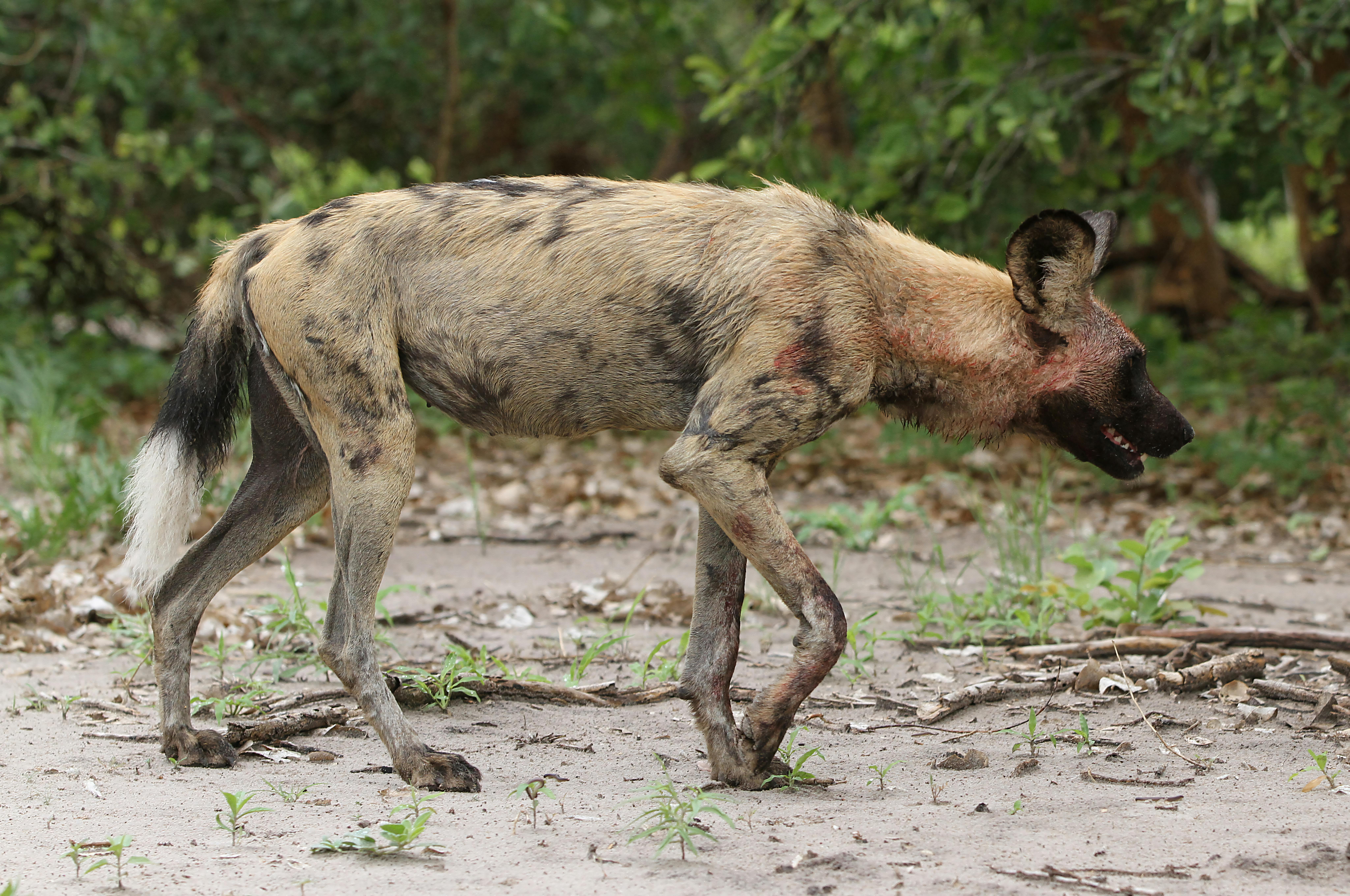 Crown of Falls & Elephants | 4-Nights of Wilderness from the Thunder of Victoria Falls to Chobe’s legendary Elephant herds.