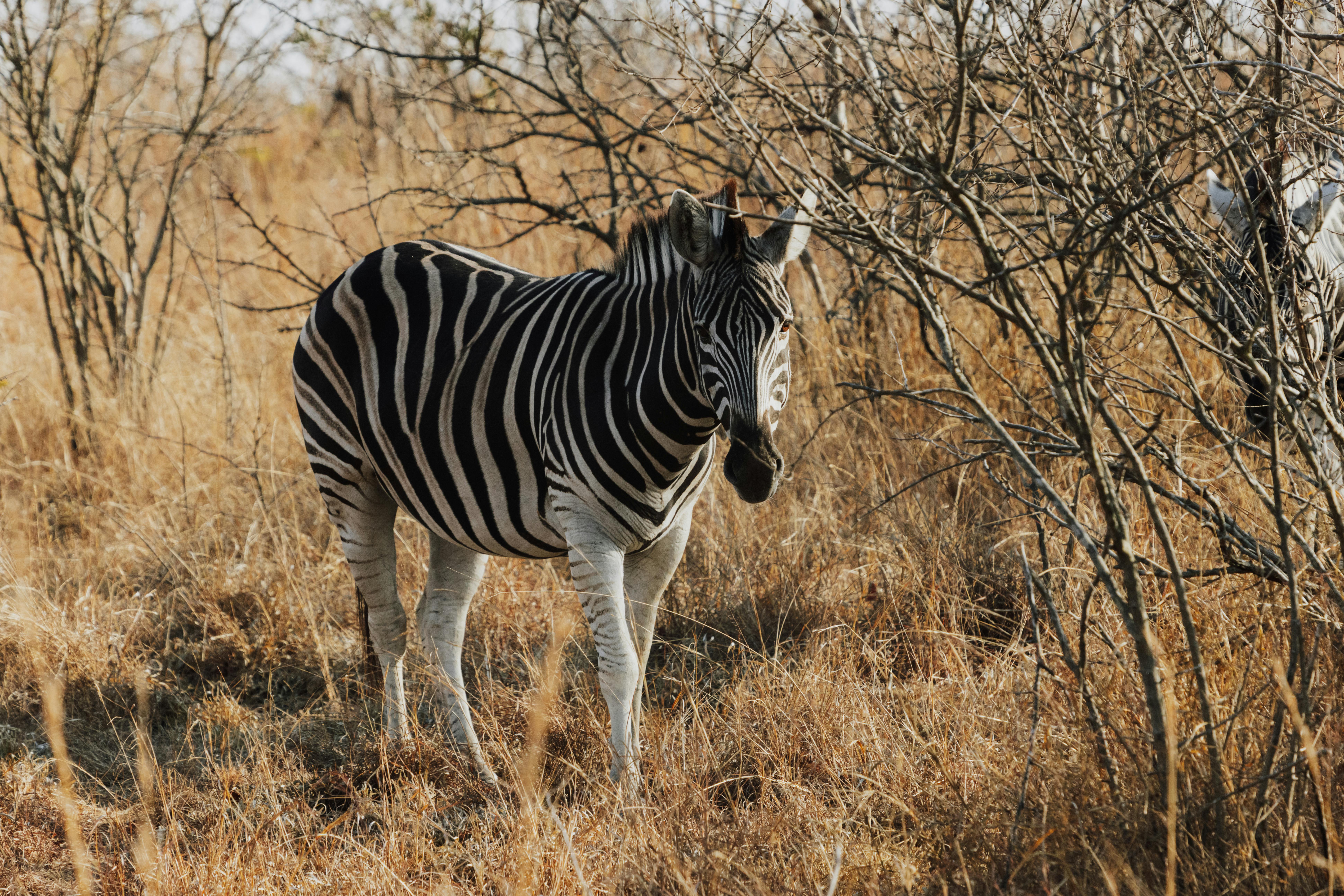 Zambia Legacy of River & Thunder | 6-night expedition across Zambia Night drives, Canoe safaris, Fishing, and  power of the Falls.